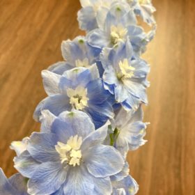 透明感のあるブルーのお花 2 25636A55 E6AE 466A BA7A B440CE5FB2FB