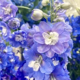 透明感のあるブルーのお花 3 2660E256 77E9 49C1 8F29 476E97E27A83