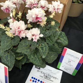 今朝市場に並んでいたお花です 2 3A713A22 A2BF 4CB2 BC2B FE2B4F93997F