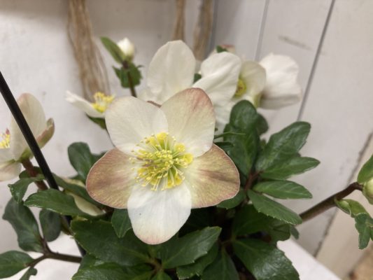 シックな花色、クリスマスローズ 2 879D8E4F 3E84 4964 B111 AD0C9019887F