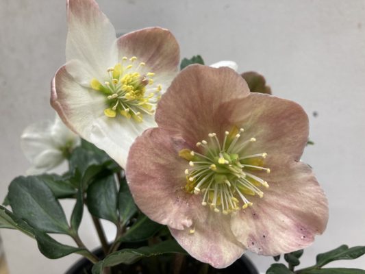 シックな花色、クリスマスローズ 1 8DD0D4B5 CF23 4A66 8039 FB6CDCB25A6E