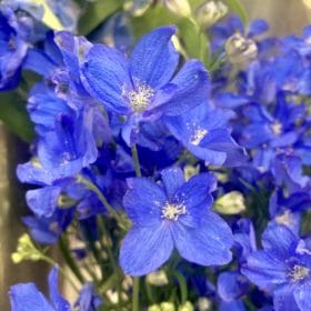 透明感のあるブルーのお花 4 CD4602D2 643F 453F 9BDA A1EC9074495E
