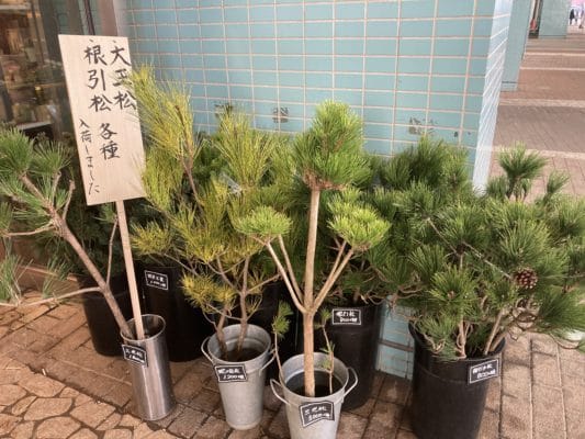 特上松が並んでおります 5 465F1919 EE2C 4AD3 9E4F 32648904D75D