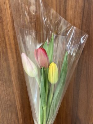 春のお花続々入荷! 4 4C1E2402 BCEB 44C6 8687 C1CE2929904B