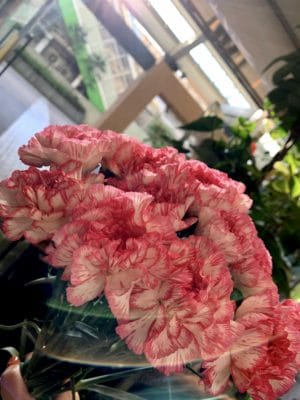 カーネーション 4 67D31DE1 9945 41A0 9C88 6750151C51E8
