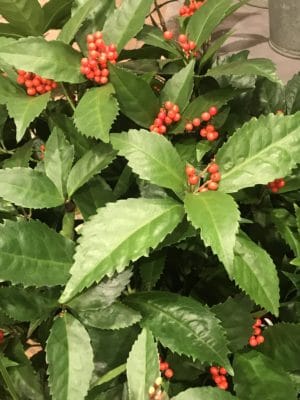 お正月花材多数ご用意しております! 2 A946380D 1DDB 48C4 AD7C D3BA00C45A2F