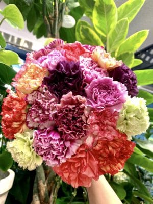 カーネーション 1 CD5260D5 6548 45B1 8A8F 3F3639C6210F