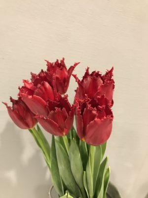 かわいいチューリップ入荷しました! 1 01A6A796 410F 474E 9471 B96B089BDB2E