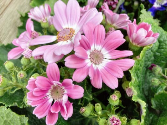 カラバリ豊富!人気の花苗 2 03AA4736 393D 4678 AA96 96916E19C535