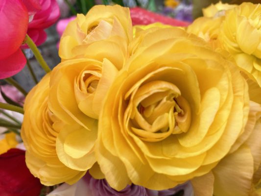 春のお花続々入荷! 3 2602D55B 5DE6 418C AD51 A31A8764299D