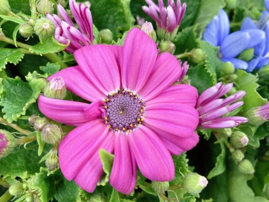 カラバリ豊富!人気の花苗 3 37341277 057B 45FD A548 7BE78B2099CD