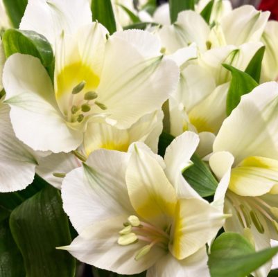 コスパ最強のお花! 5 4313AEAB 3E71 40C3 B7D7 BA2EE3483B69