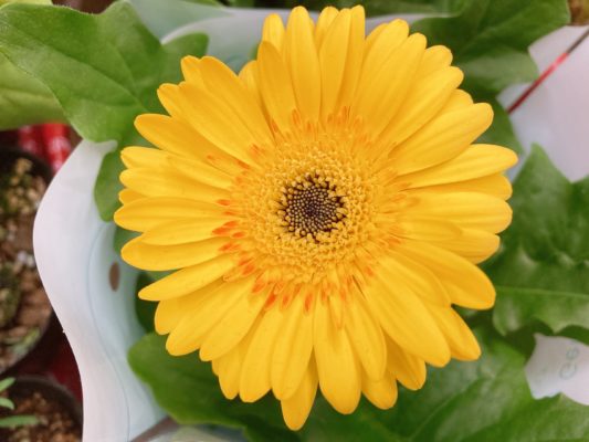 愛妻の日はお花を贈ろう 17 4AA5C8DA 545A 4E3D 9D9C E5BF97B8FAF2