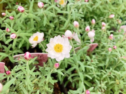 愛妻の日はお花を贈ろう 18 5FDBE924 9614 4D11 910F 3C6393928200