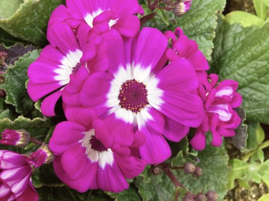カラバリ豊富!人気の花苗 1 6CF57167 8378 4D5B 9563 2CE2428843B8