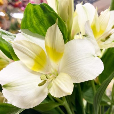コスパ最強のお花! 4 751FD90E 04C9 43F6 9426 CBE706ED9163