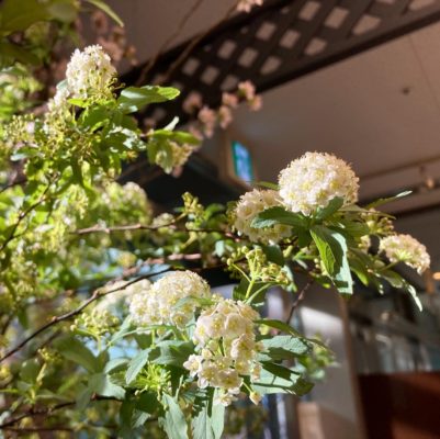春到来を感じさせるお花 4 794A6E5C DF82 4C15 AAB2 EB72DFBB388C