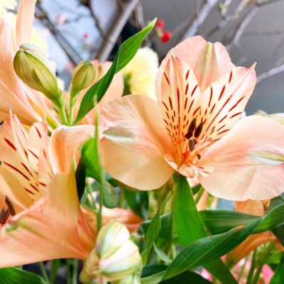 コスパ最強のお花! 2 8AC4A6CB D4C6 4C82 B94C F9F440B987D1