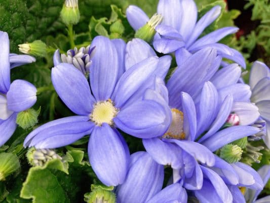 カラバリ豊富!人気の花苗 5 8CF78E4A 25A6 4A56 8729 A97BEEA369D2