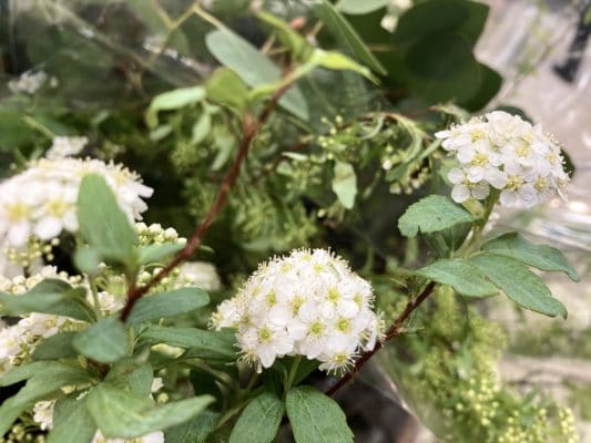 春到来を感じさせるお花 1 8E82F13B A983 4814 B874 61641A33F8F4