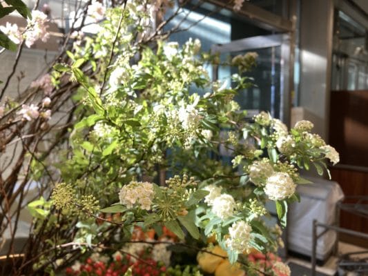 春到来を感じさせるお花 2 9A30CD9F F444 4179 A31F B96D3E8F19FF