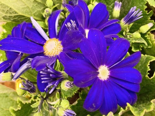 カラバリ豊富!人気の花苗 4 DB02B93A B7EC 4214 829D 9EFDCA280BAD