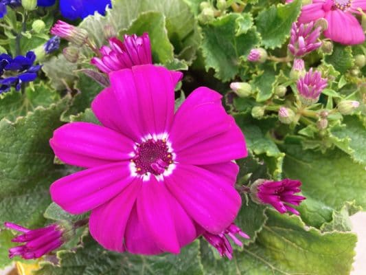 カラバリ豊富!人気の花苗 6 F72DFE45 C570 4EB0 B718 06EC2BDB19FF