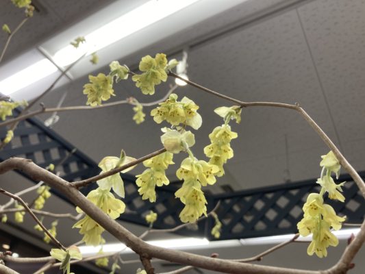 風情ある花姿、土佐水木 1 1110E4BC 8A16 4B18 8729 C66AB442B4D0