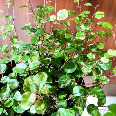 魅力いっぱいの観葉植物 3 2594421A 2928 4C71 9792 936C144366BA