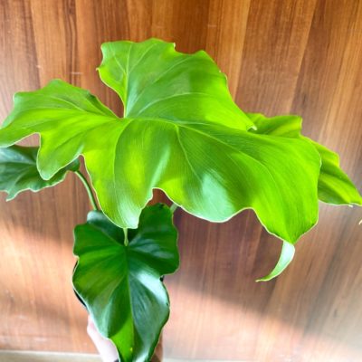 魅力いっぱいの観葉植物 6 2B2643EF C331 49EB B740 AA5E3A7ED8F6