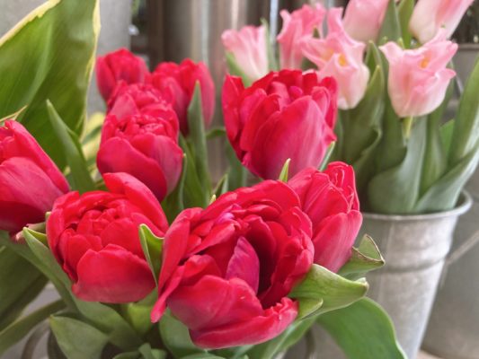 春のお花の代表! 3 3F40BBA5 36A9 4471 951B 1C99EE135E52