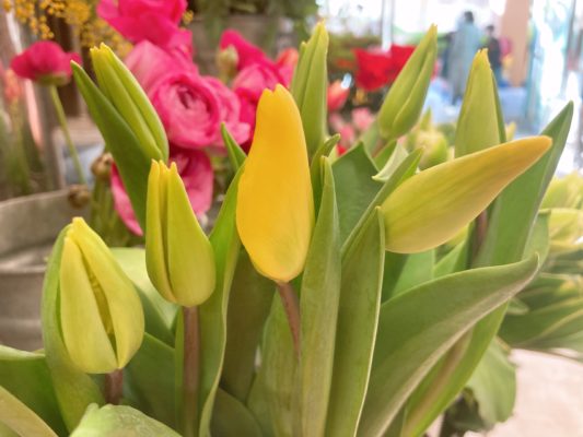 春のお花の代表! 5 591FEB1D 5562 466C 878C F62C593DB865