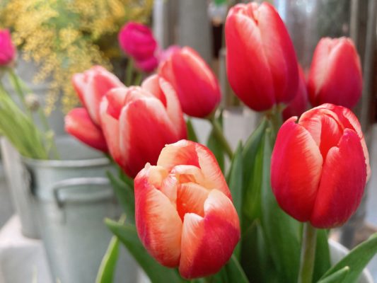 春のお花の代表! 1 5AD2BFB5 F219 47C6 BAA0 8DC244F0C883