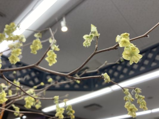 風情ある花姿、土佐水木 2 6569B01F 2118 4F68 B064 EE033C0B00FE