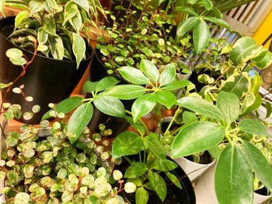 魅力いっぱいの観葉植物 1 68508F02 D13D 4E10 8F61 427AC7A7F3AA