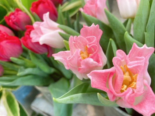 春のお花の代表! 4 68AF1398 CC68 483C B495 7B8824E86E7F