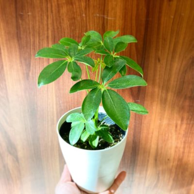 魅力いっぱいの観葉植物 8 77386DE7 EB49 4BCF 9410 D70E6FEBB573
