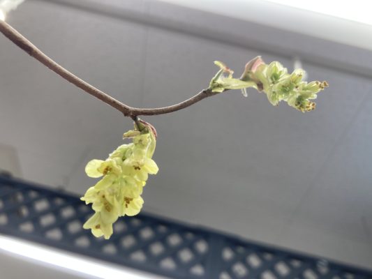 風情ある花姿、土佐水木 3 7D32FACC D0E8 4A97 9F35 FFC608B093E1