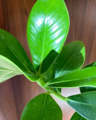 魅力いっぱいの観葉植物 4 8C61B0AE DC0A 4B7A 8AA3 271451B346B2