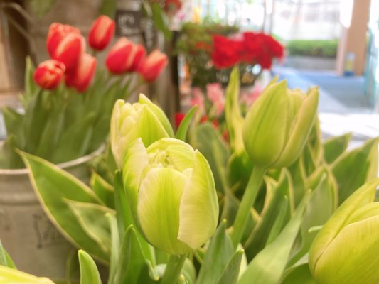 春のお花の代表! 2 A1456962 86B2 4EB1 BAE3 CA00078CB227