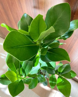 魅力いっぱいの観葉植物 5 BE61B8AA D384 4972 86A5 1D9FAFBDF5AF