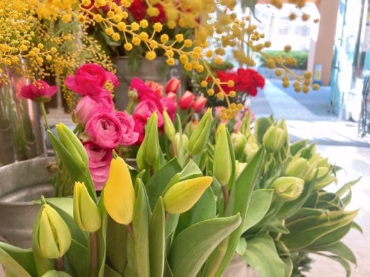 春のお花の代表! 6 CC14B9C3 F908 49D3 A42F 8F621027B47C