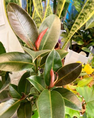 魅力いっぱいの観葉植物 7 D05BD728 FDBF 43CA 9FFB 7A09A01CFA75