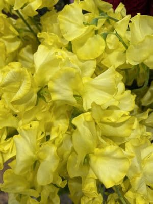 春のお花、スイトピー、チューリップ 2 1FBD3868 00A3 45D7 85FA 281BC6398E6D