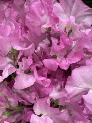 春のお花、スイトピー、チューリップ 1 91B594F9 1122 45F0 9F1E 6EC3CDEE3D28