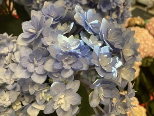 花鉢多数ご用意しております 3 14685B3B 4FEB 4E37 9EF2 EE3F6CD3FC78