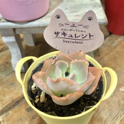 3F55CEA6 85E3 4D25 B253 20CB5FE3ED54