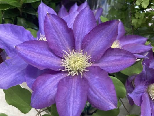 花鉢多数ご用意しております 7 42BB96A3 13A8 4F27 AD77 9D54D2B00492