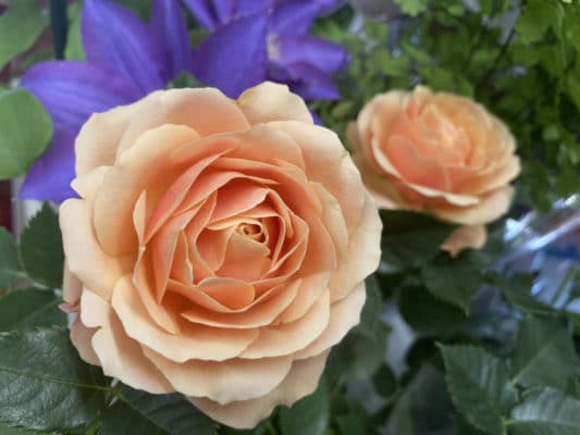 花鉢多数ご用意しております 8 859E03EB A1D8 40E8 8EA6 B9E8CF4024CC