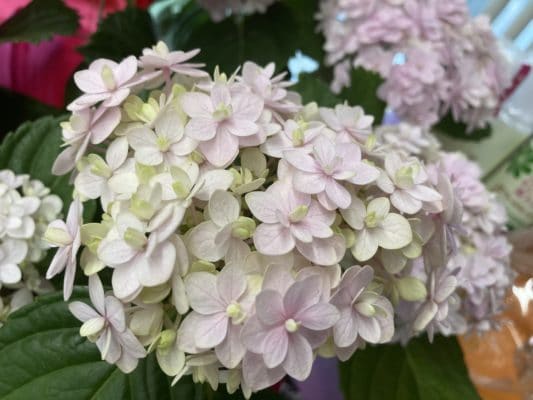 花鉢多数ご用意しております 4 A515EF6A 5D00 418B B18E EE933F86DFAB